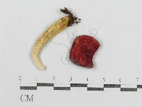 藏品(紅菇屬)的圖片