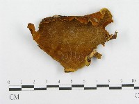 藏品(木層孔菌屬)的圖片