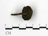 藏品(假芝屬)的圖片