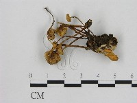 藏品(小菇屬)的圖片