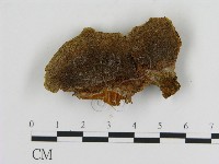 藏品(纖孔菌屬)的圖片