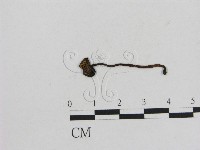 藏品(小菇屬)的圖片