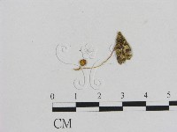 藏品(小菇屬)的圖片