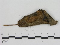 藏品(小菇屬)的圖片