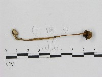 藏品(小菇屬)的圖片