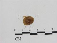 藏品(小菇屬)的圖片