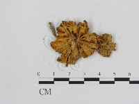 藏品(小菇屬)的圖片