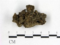 藏品(木耳屬)的圖片