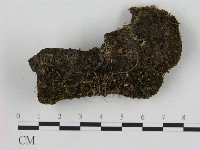 藏品(小菇屬)的圖片