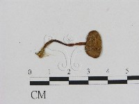 藏品(小菇屬)的圖片