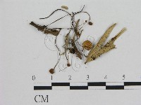 藏品(小皮傘屬)的圖片