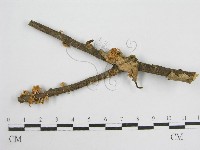 藏品(微皮傘屬)的圖片