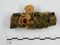 藏品(微皮傘屬)的圖片