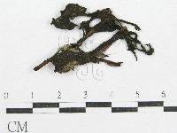 藏品(鬼傘屬)的圖片