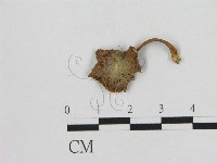 藏品(小皮傘屬)的圖片