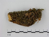 藏品(小菇屬)的圖片