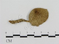 藏品()的圖片