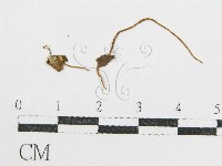 藏品()的圖片