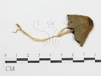 藏品(鬼傘屬)的圖片