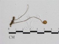 藏品(小皮傘屬)的圖片