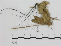 藏品(小皮傘屬)的圖片