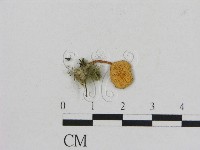 藏品(小菇屬)的圖片