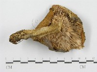 藏品(紅菇屬)的圖片