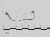 藏品(小菇屬)的圖片