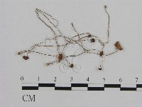 藏品(小皮傘屬)的圖片