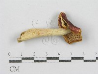 藏品(紅菇屬)的圖片