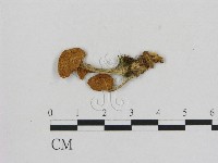 藏品(小菇屬)的圖片