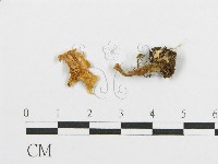 藏品(紅菇屬)的圖片