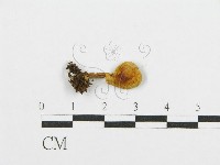 藏品(紅菇屬)的圖片