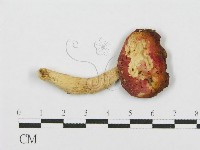 藏品(紅菇屬)的圖片