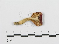 藏品(紅菇屬)的圖片