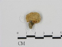 藏品(濕傘屬)的圖片