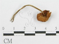 藏品()的圖片
