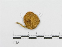 藏品(絨蓋牛肝菌屬)的圖片
