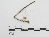 藏品(微皮傘屬)的圖片