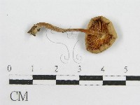 藏品(微皮傘屬)的圖片