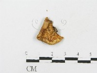 藏品(側耳屬)的圖片