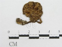 藏品(粉褶菌屬)的圖片