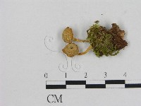 藏品(小菇屬)的圖片