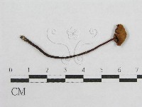 藏品(盔孢傘屬)的圖片