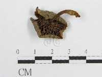 藏品(微皮傘屬)的圖片