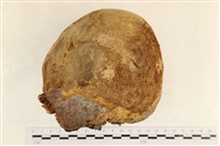 藏品(金邊纖孔菌)的圖片