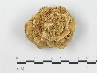 藏品(小孔硬孔菌)的圖片