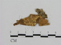 藏品(小皮傘屬)的圖片