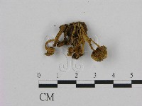 藏品(小菇屬)的圖片