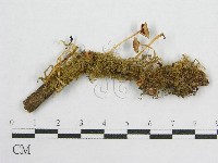 藏品(盔孢傘屬)的圖片